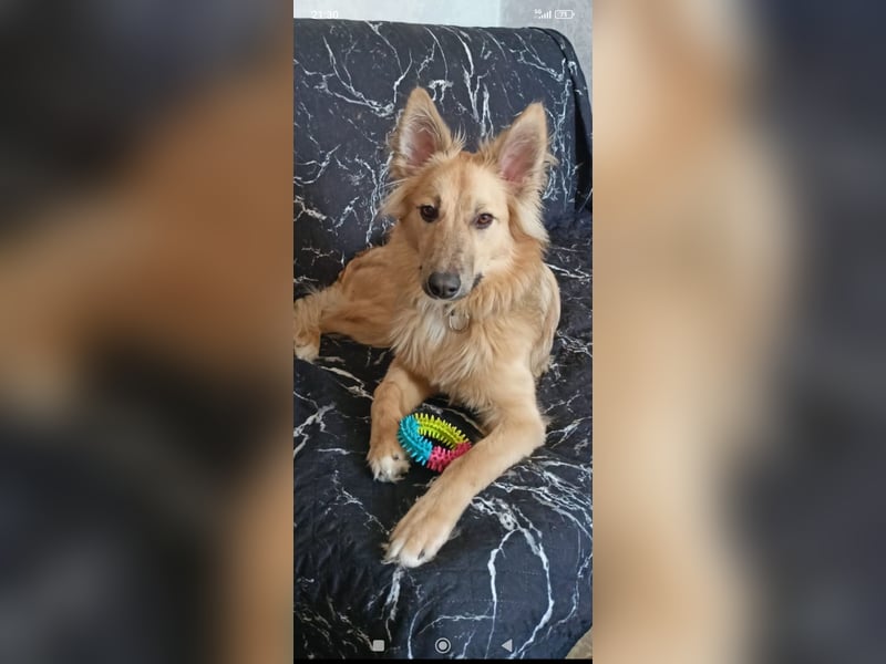 Bertha sucht ihr Für -immer -Zuhause ❤️❤️❤️