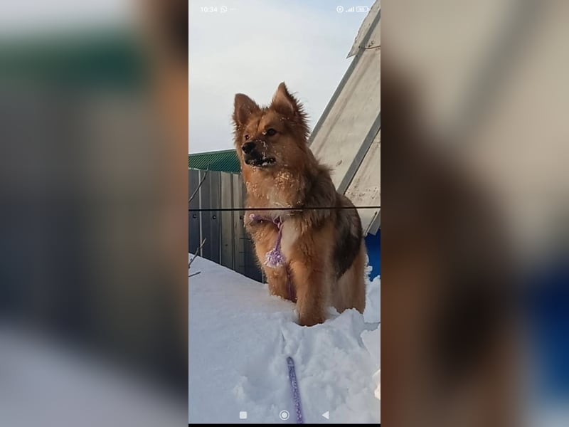 Greta sucht ihr Für -immer -Zuhause ❤️❤️❤️