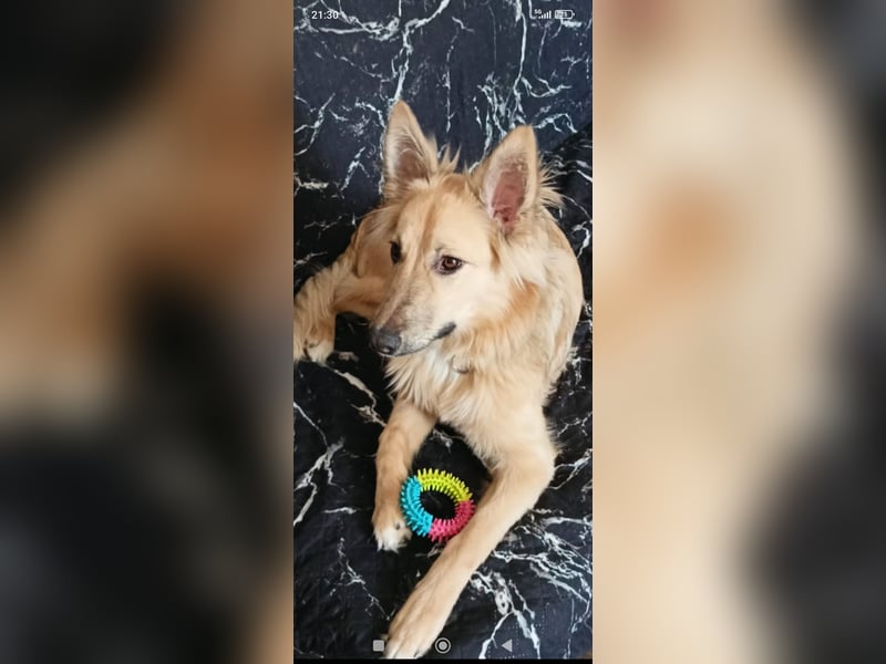 Bertha sucht ihr Für -immer -Zuhause ❤️❤️❤️