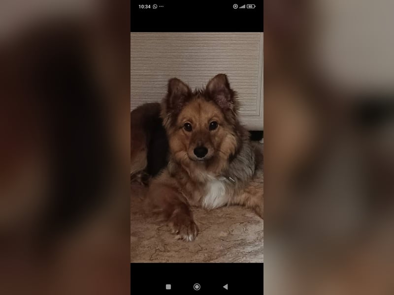 Greta sucht ihr Für -immer -Zuhause ❤️❤️❤️