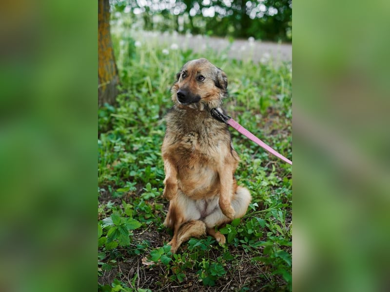 PRINZESSIN SUCHT EIN ZUHAUSE 