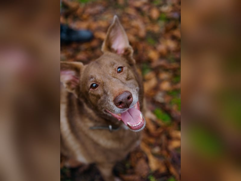 Hündin Archie sucht ein Zuhause