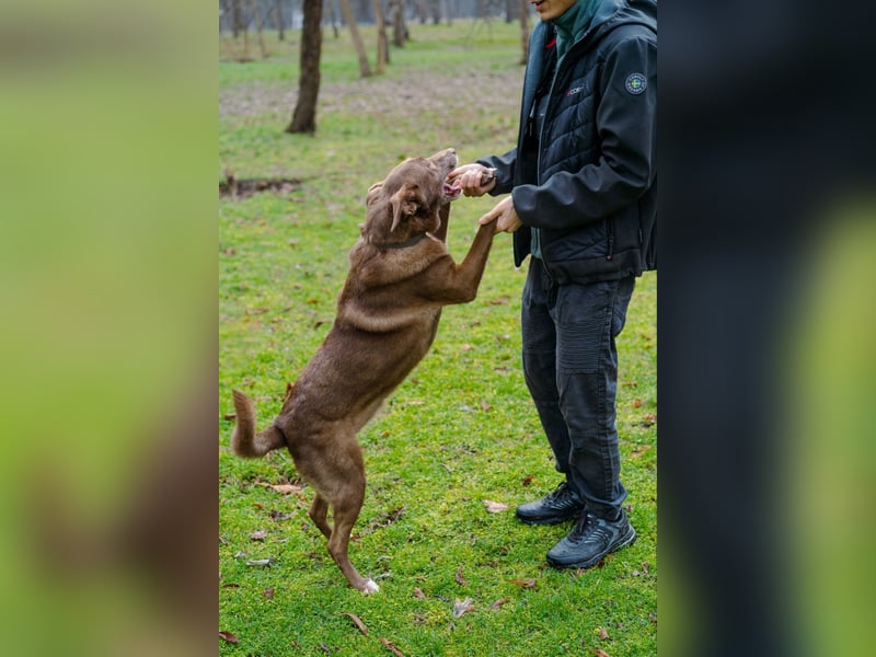 Hündin Archie sucht ein Zuhause