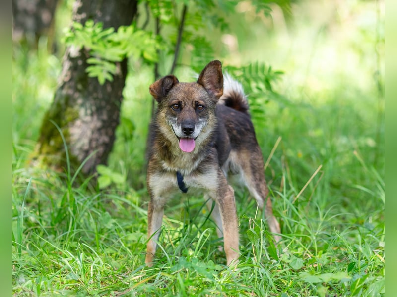 Kleiner Familienhund Patrick sucht ein Zuhause.