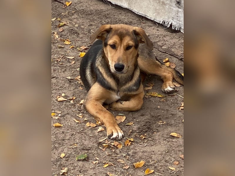 Laika - hübsche Hündin
