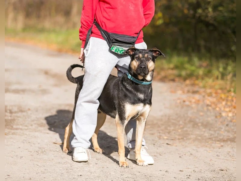 Sean sucht seine begleiter fürs leben