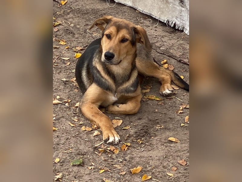 Laika - hübsche Hündin