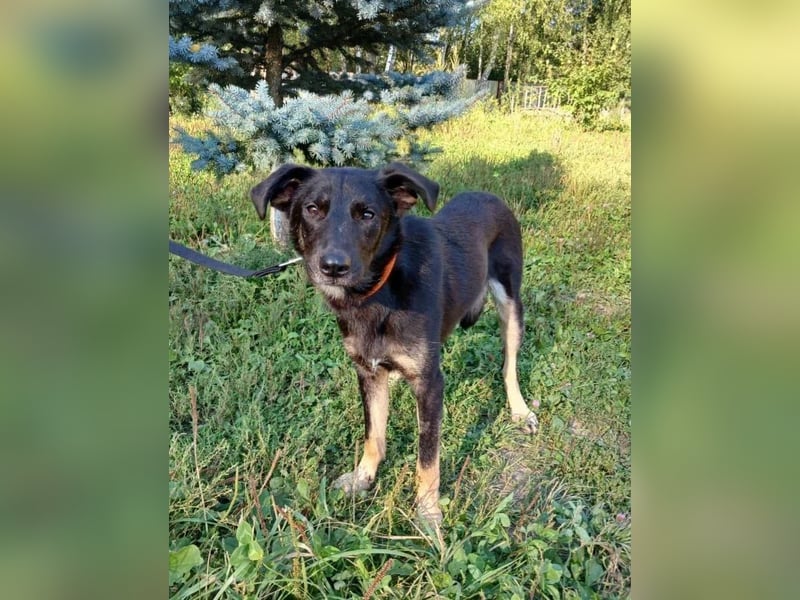 Junger lieber Roni sucht ....