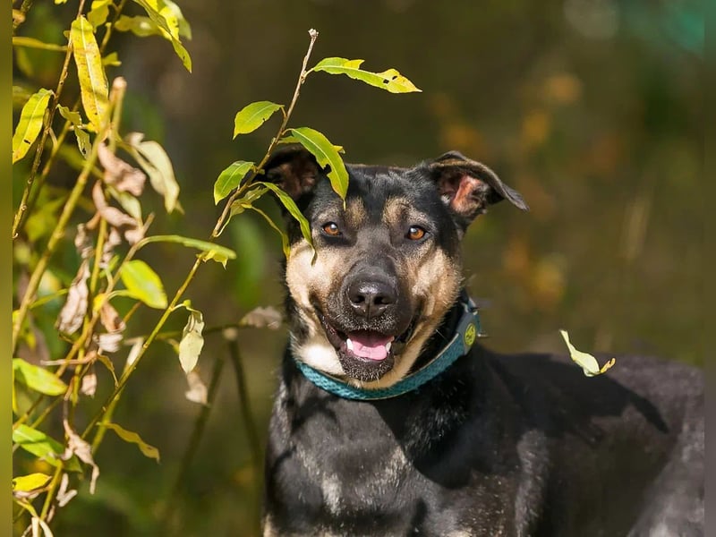 Sean sucht seine begleiter fürs leben