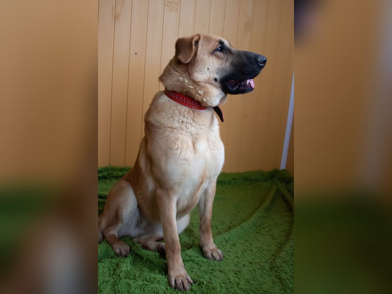 Junge hübsche Leia sucht Familie