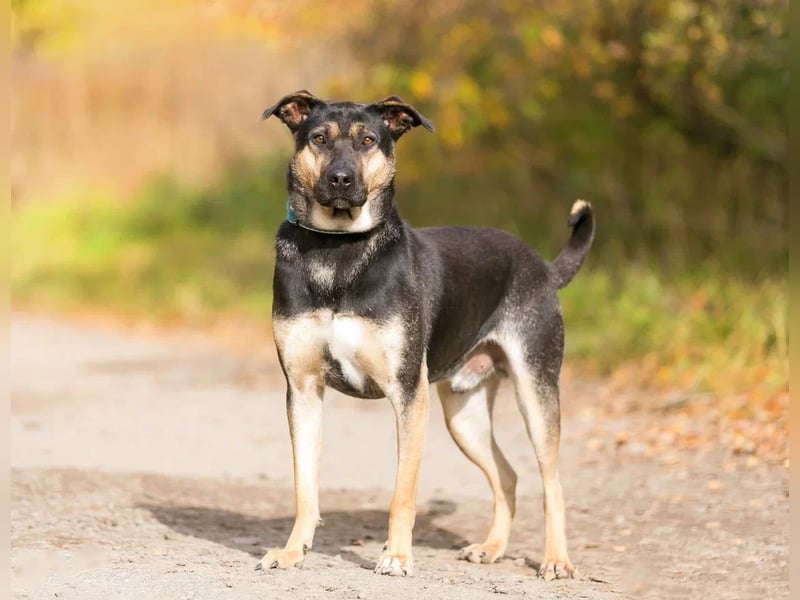 Sean sucht seine begleiter fürs leben
