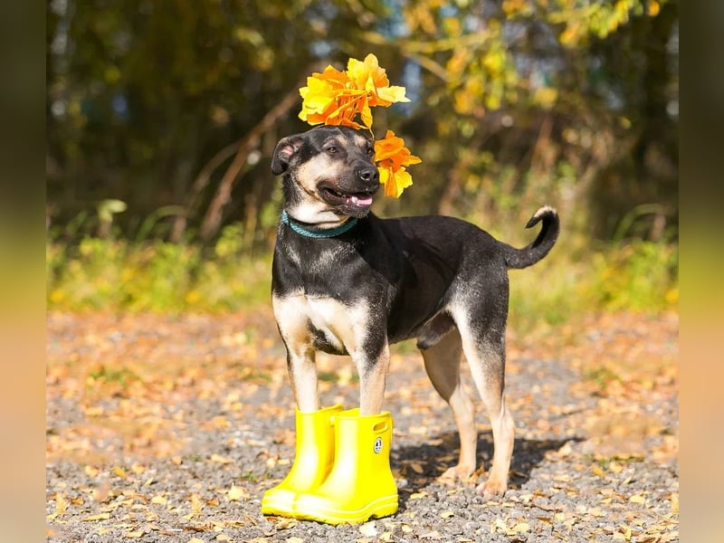 Sean sucht seine begleiter fürs leben