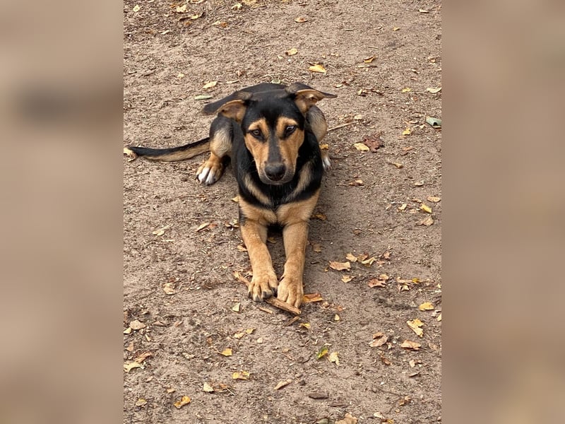 Laika - hübsche Hündin
