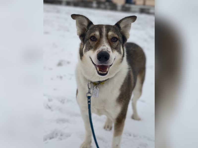 Traum zuhause für Choppy gesucht