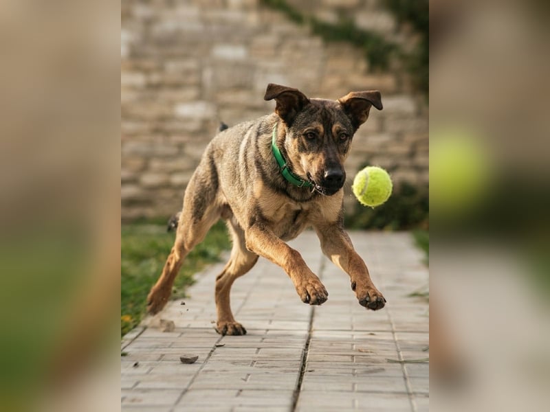 Mutiger Krosh sucht aktive Familie