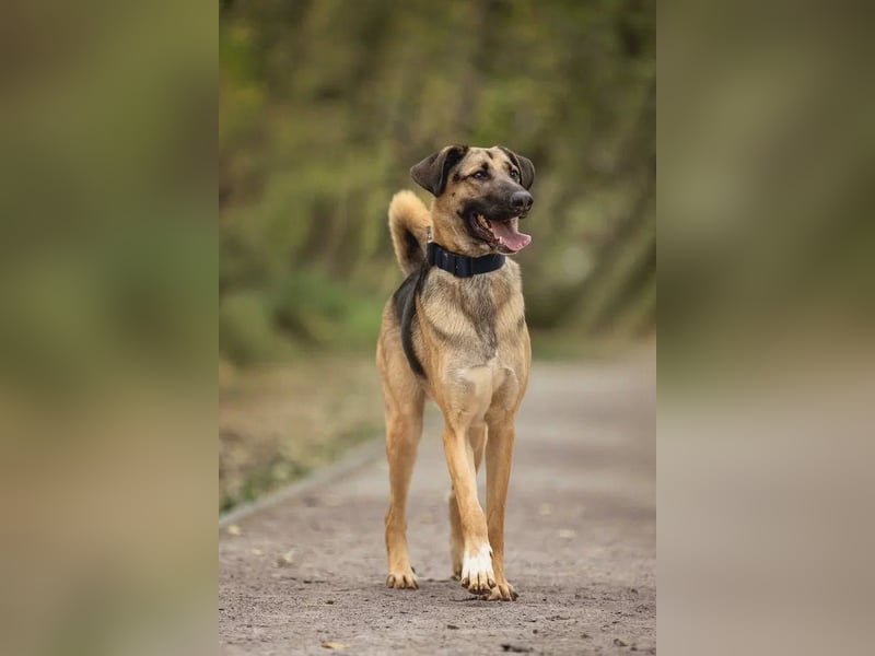 Gib Nosok eine neue Chance...