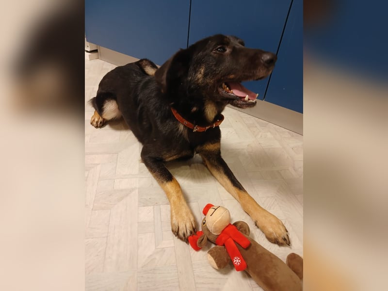 Junger lieber Roni sucht ....