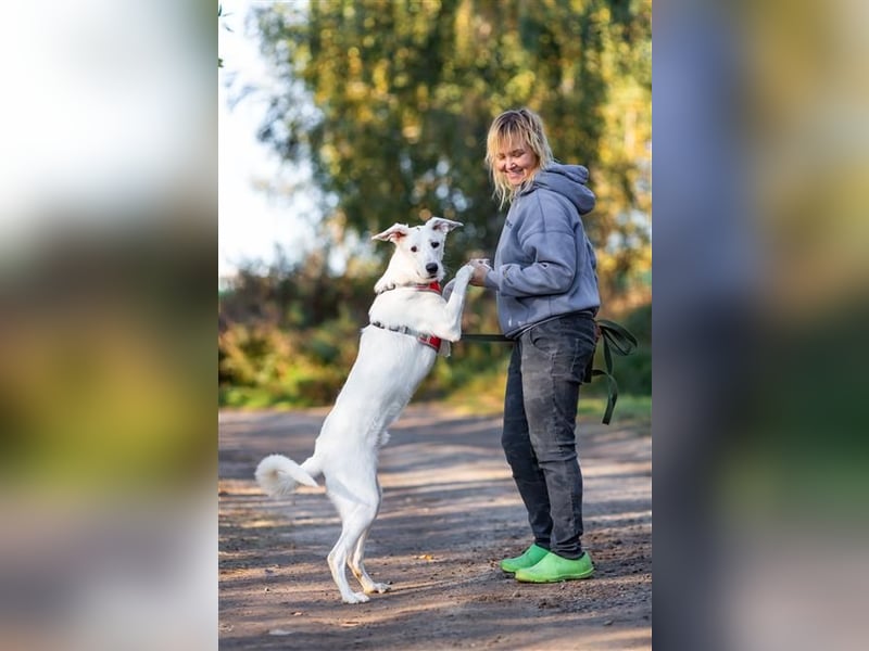 Weißer Uma sucht zu hause