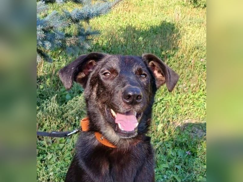 Junger lieber Roni sucht ....