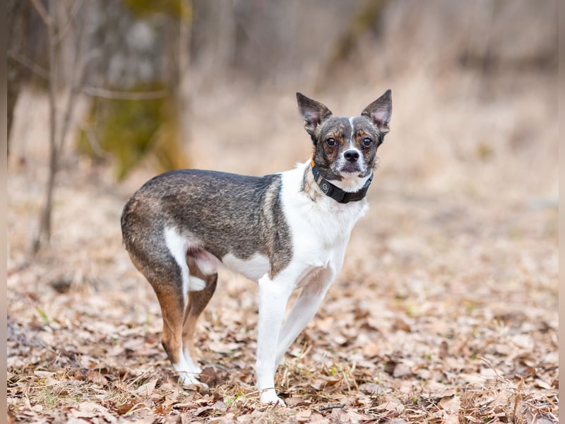 Gesseliger Peter sucht dich ...