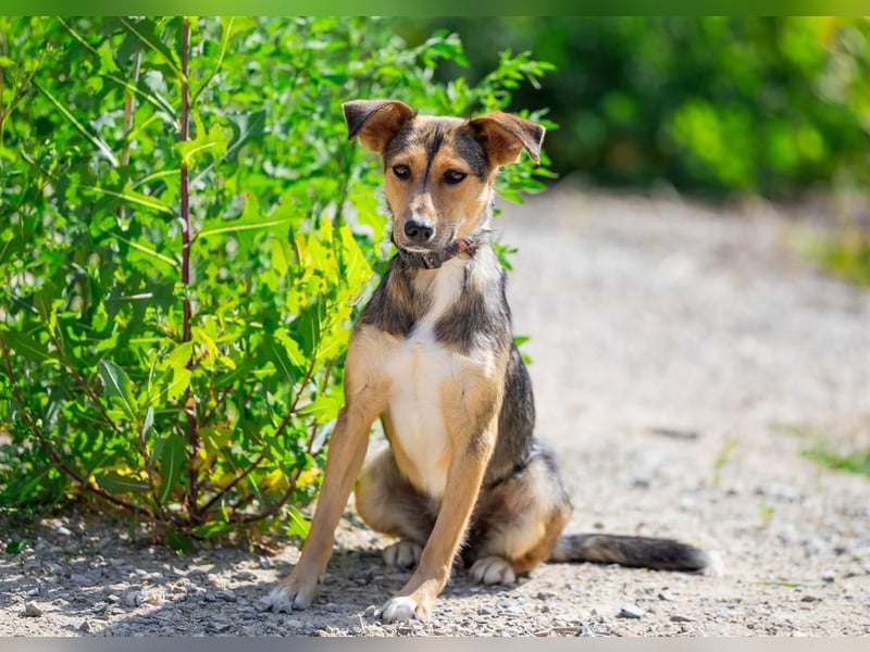 Liebevolle Betty sucht Zuhause