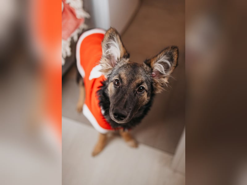 Verzaubert dich die kleine Lisa ?!