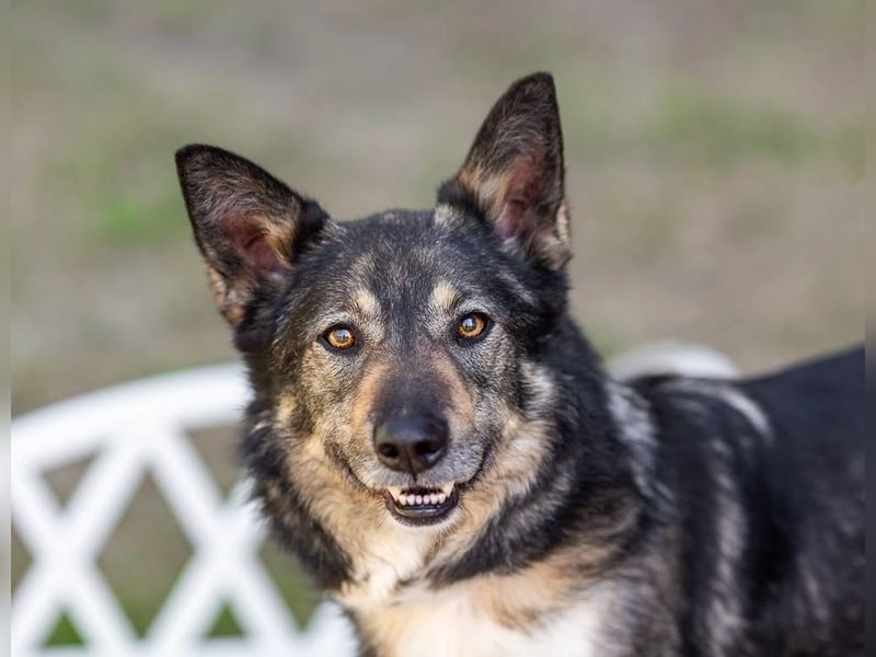 Ruhige Abi sucht ihren Platz (45770 Marl-Sinsen)