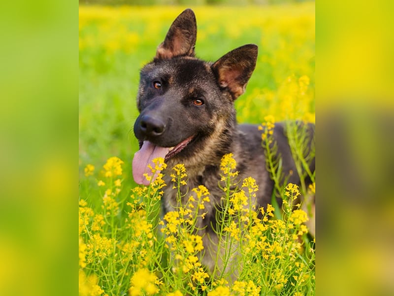 Ein schöner Schäferhund Mischling *Balou* wartet auf sein neues zuhause
