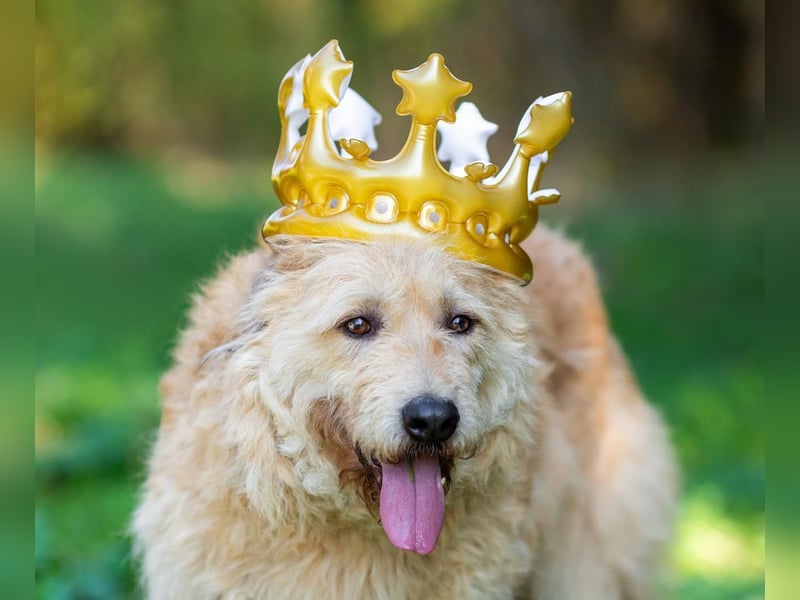 Wer gibt Algerien nochmal eine chance ?!