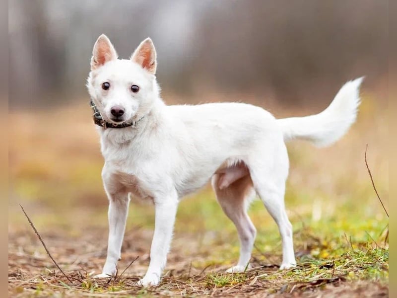 Kleiner weiße Kroki sucht liebevolle menschen