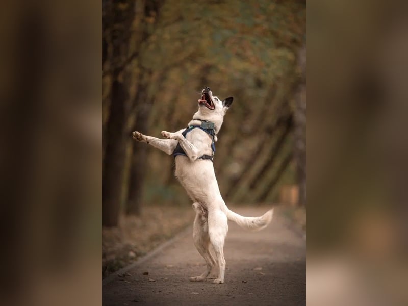 Liebevoll begleitet dich Orlando