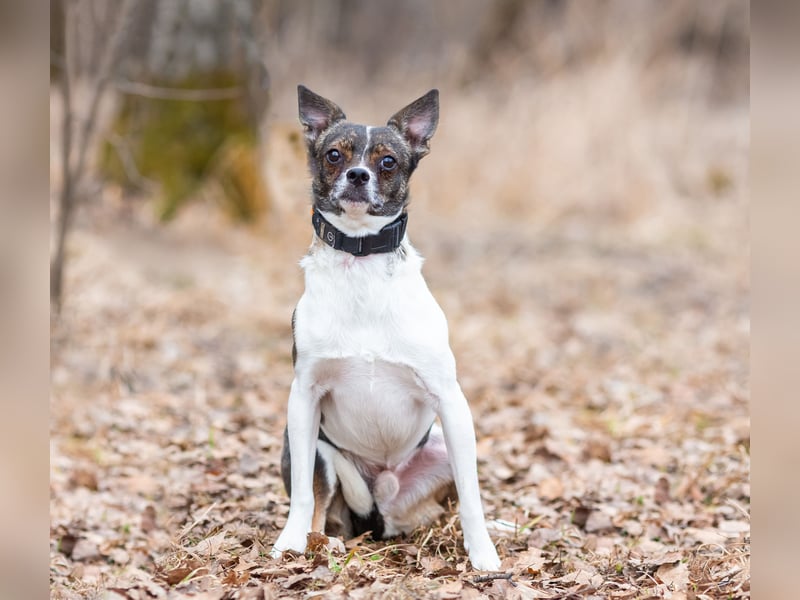 Gesseliger Peter sucht dich ...