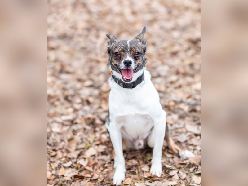 Gesseliger Peter sucht dich ...