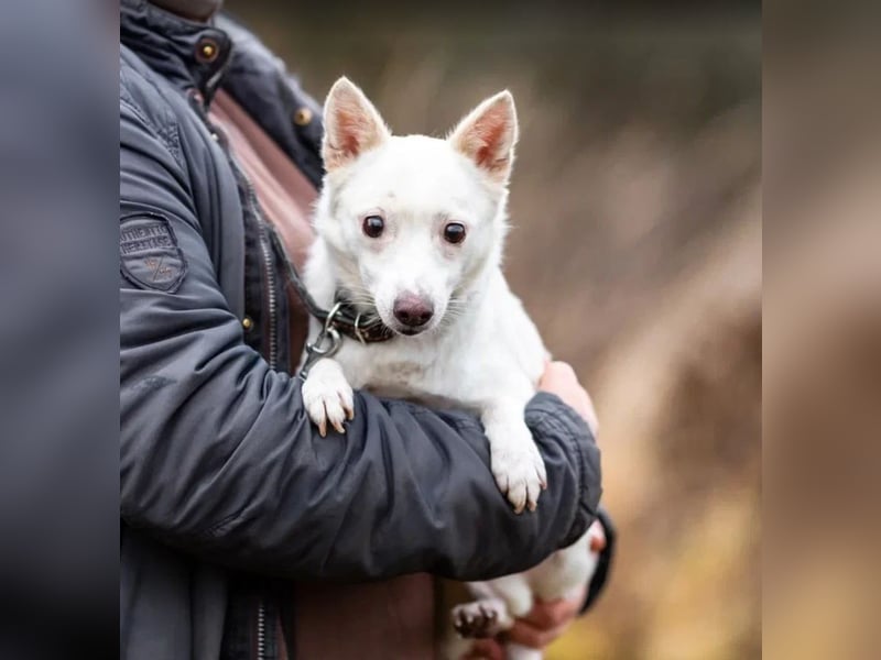 Kleiner weiße Kroki sucht liebevolle menschen