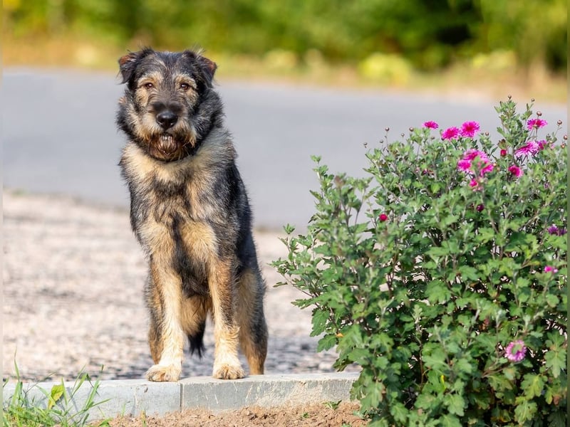 Familienhund Diver sucht...