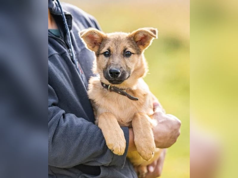 Kleiner Diesel sucht seine Menschen für immer