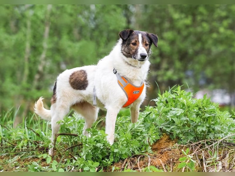Ruhige Emma sucht zuhause