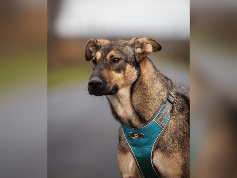 Mutiger Krosh sucht aktive Familie