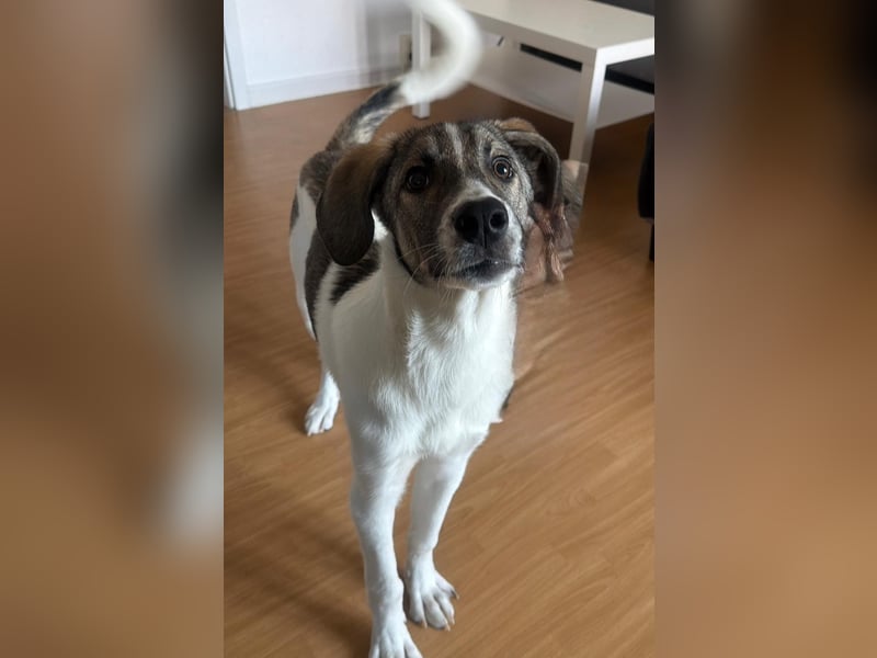 Wer will Harvi die Welt zeigen?!