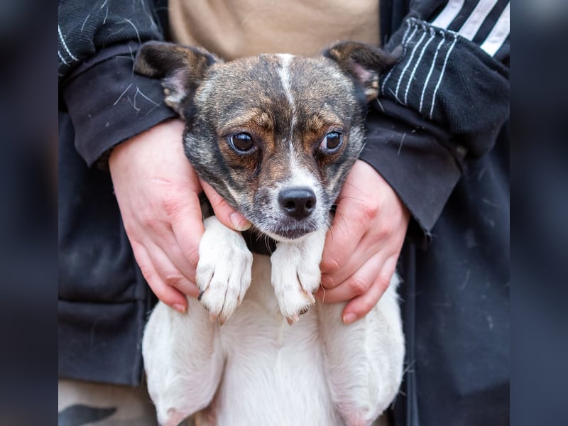 Gesseliger Peter sucht dich ...