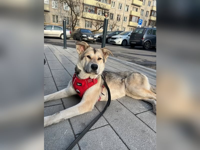 Lada sucht ihre Familie