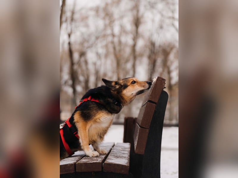 Elis ist schüchtern aber sie hat so viel Liebe zu geben....