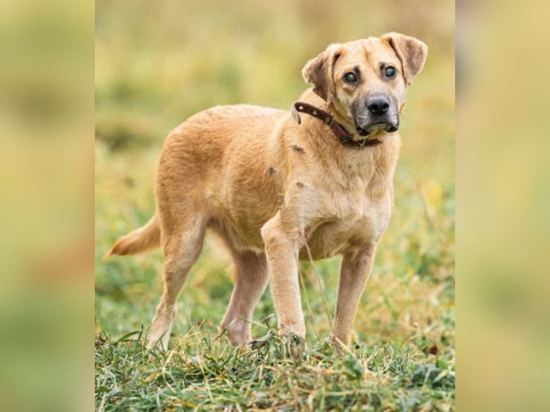 Blind und Taub sucht Pryanik seine Familie