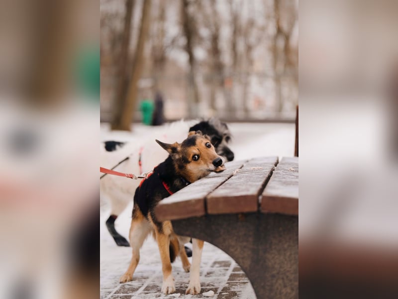 Elis ist schüchtern aber sie hat so viel Liebe zu geben....