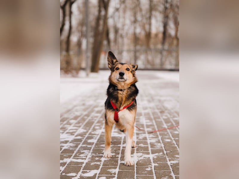 Elis ist schüchtern aber sie hat so viel Liebe zu geben....