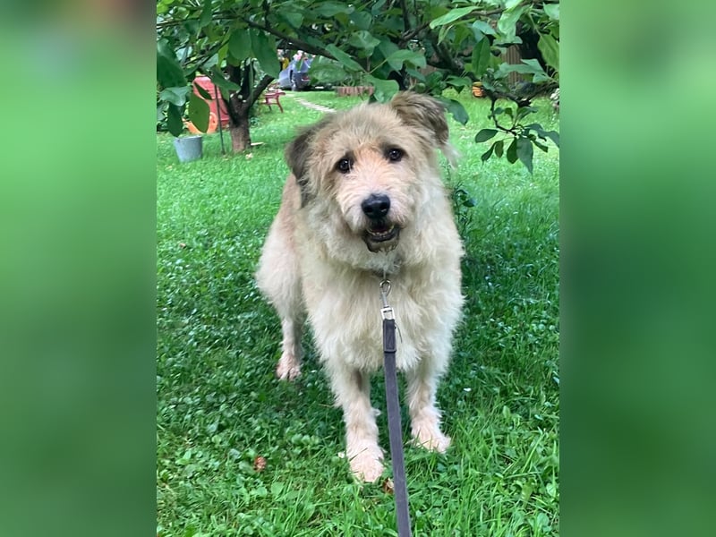 Wer gibt Algerien nochmal eine chance ?!