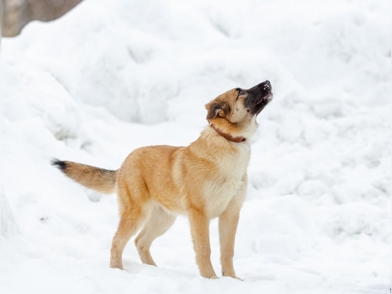 Zuckersüße Rada sucht liebe Familie
