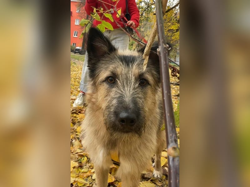 Bella sucht zuhause für immer