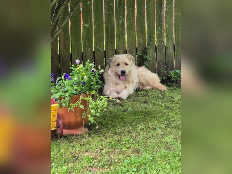 Wer gibt Algerien nochmal eine chance ?!