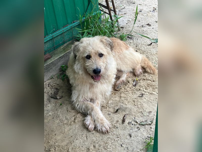 Wer gibt Algerien nochmal eine chance ?!